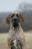 DOGUE ALLEMAND 750